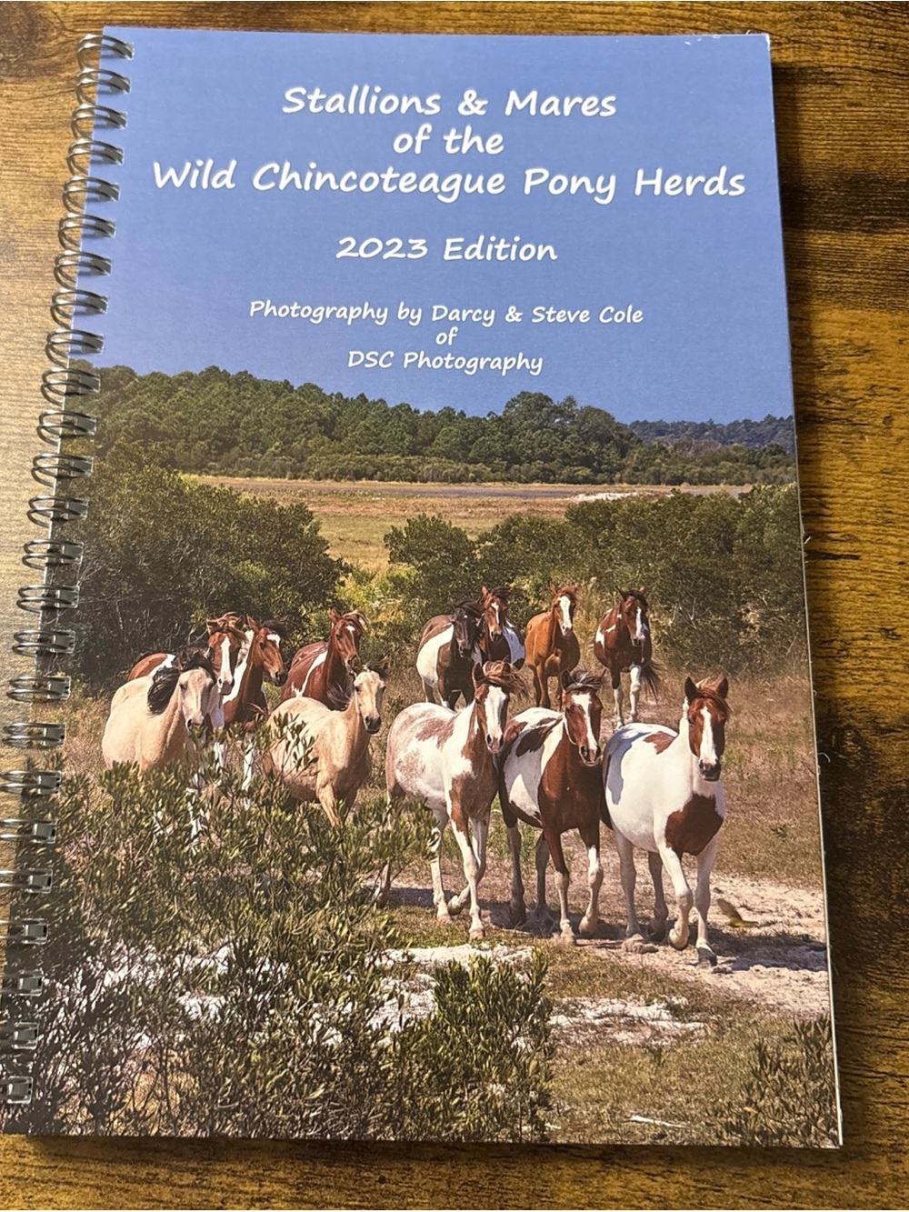 Stallions & Mares Of The Chincoteague Wild Ponies 2023 Edition - DSC Photography